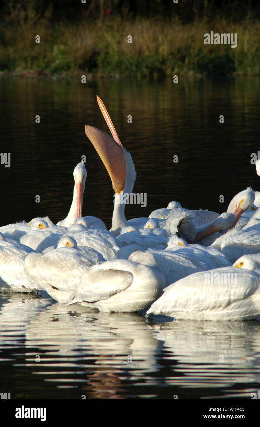 Pelican Raft Raft of pelicans hi-res stock photography and images - Alamy