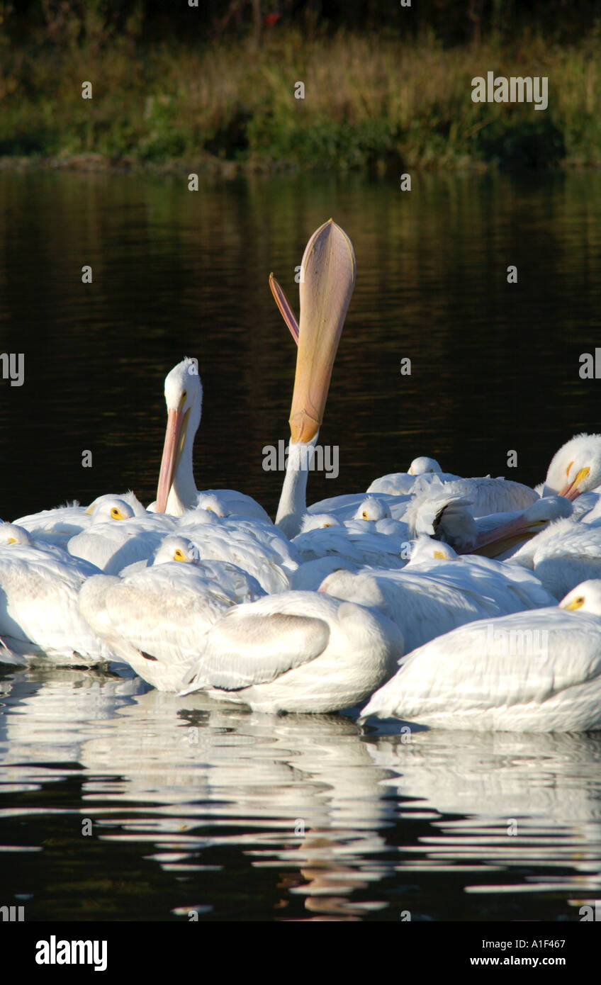 Pelican Raft Raft of pelicans hi-res stock photography and images - Alamy