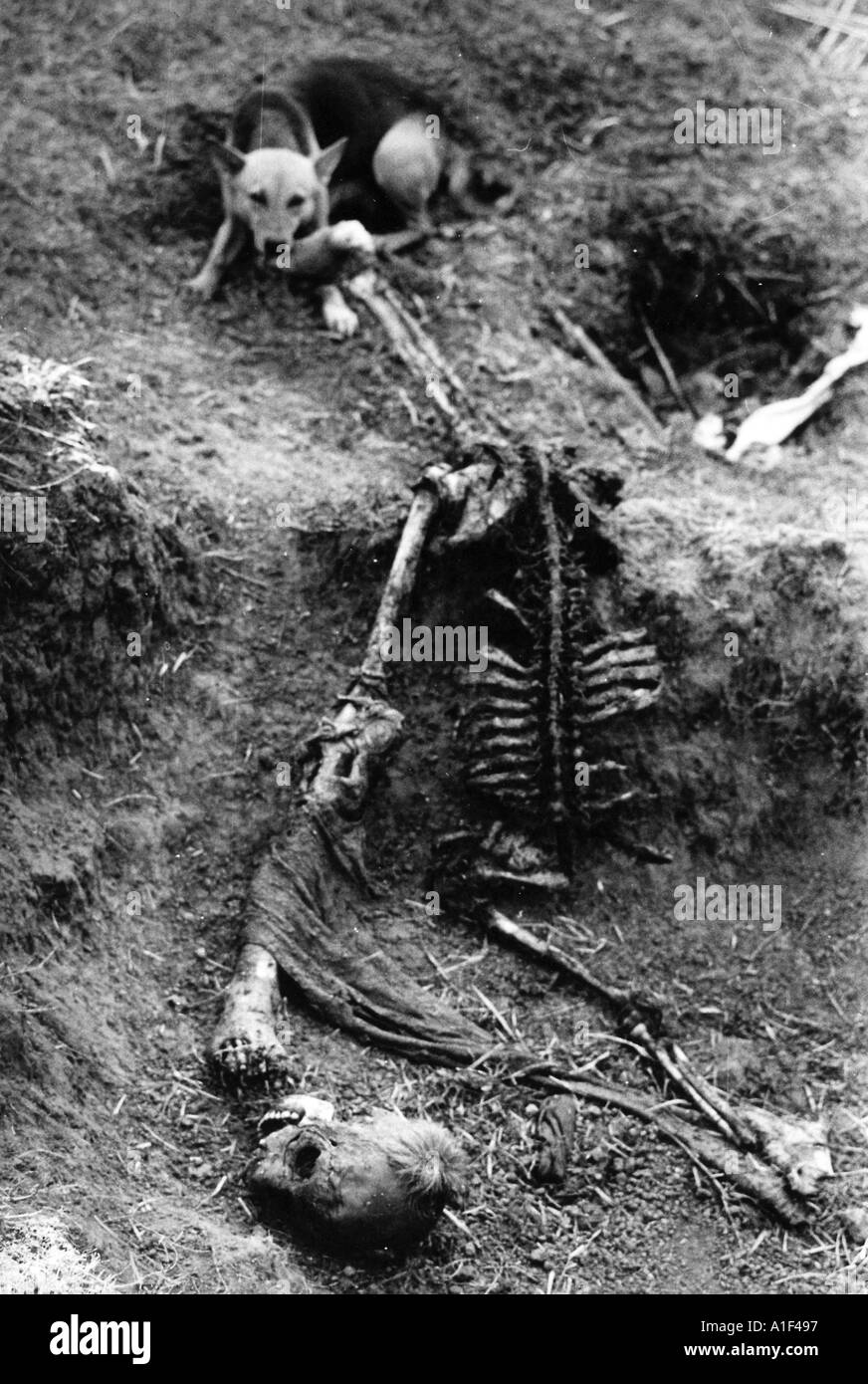 The skeletons of war litter Bangladesh Dec 1971 Stock Photo