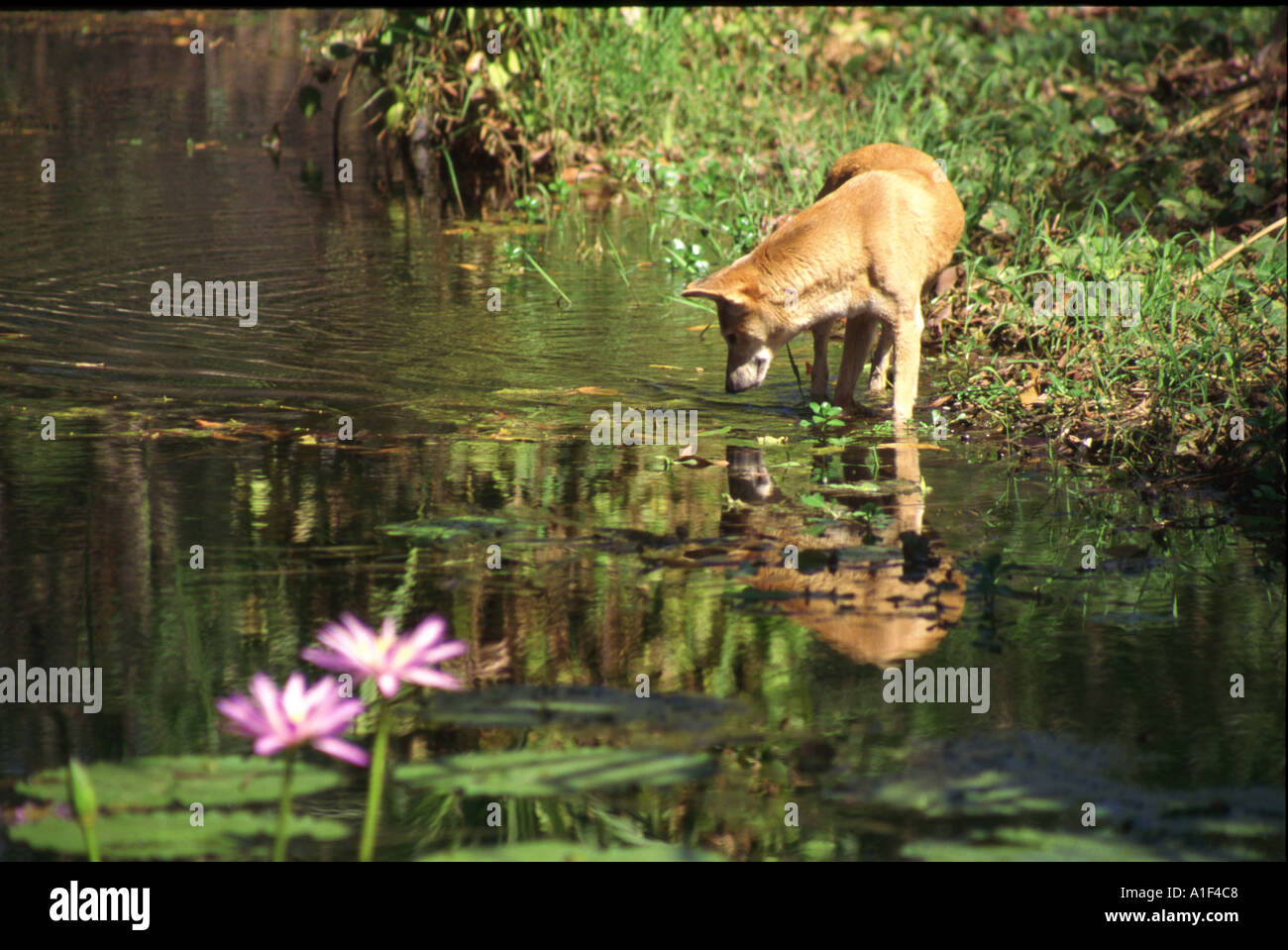 a dingo hunting for yabbies to eat in a billabong in Arnhem land NT Stock Photo