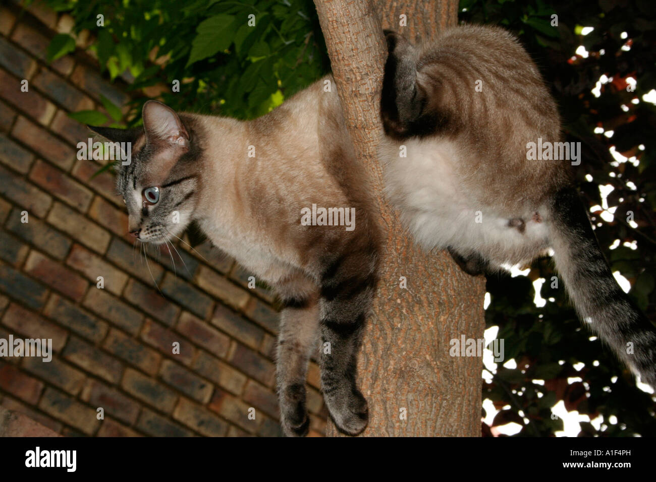 Cat climbing tree Stock Photo Alamy