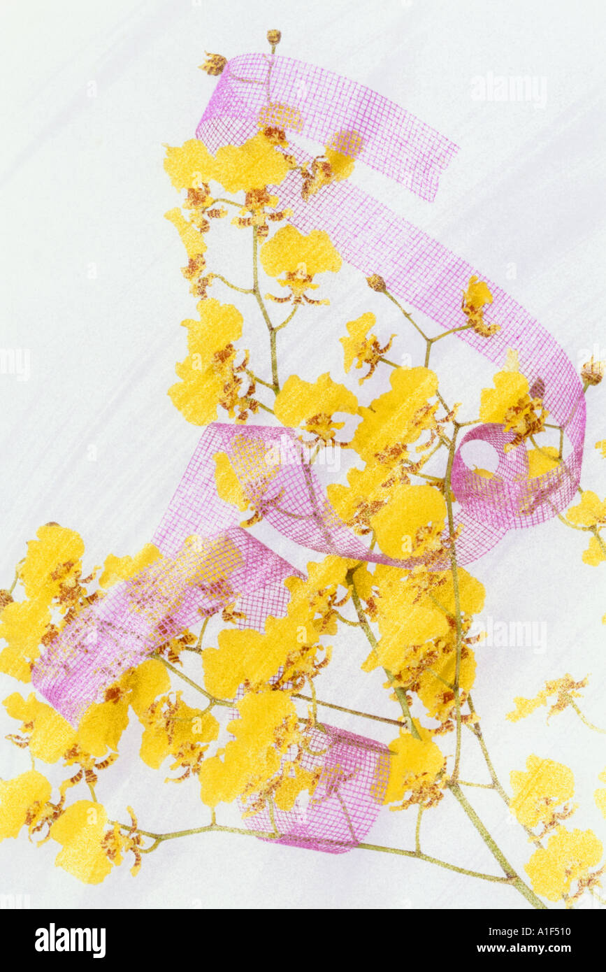 Flower arrangement of yellow oncidium,dancing lady orchid & pink ribbon Stock Photo