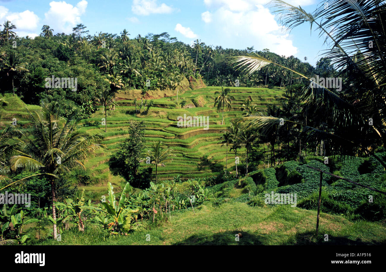 Rice terraces in Central Bali Indonesia giving off a lush green ...