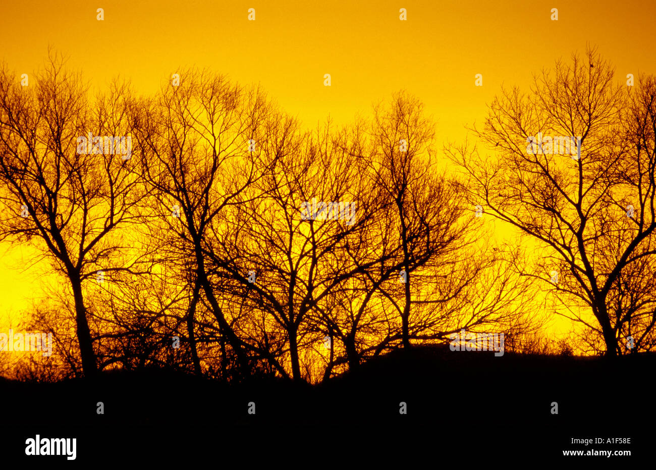 Treeline at sunset winter Oregon Willamette Valley Stock Photo