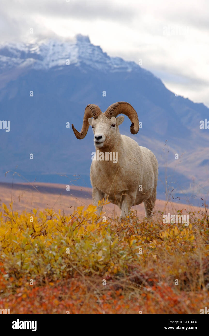 Dall sheep ovis dalli walking hi-res stock photography and images - Alamy