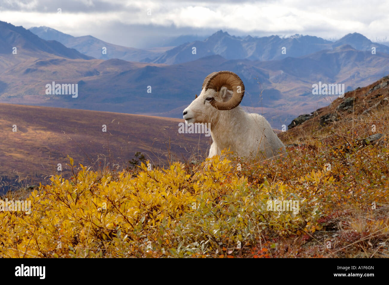 dall sheep Ovis dalli ram resting on a hillside during fall colors Mount Margaret Denali National Park interior Alaska Stock Photo