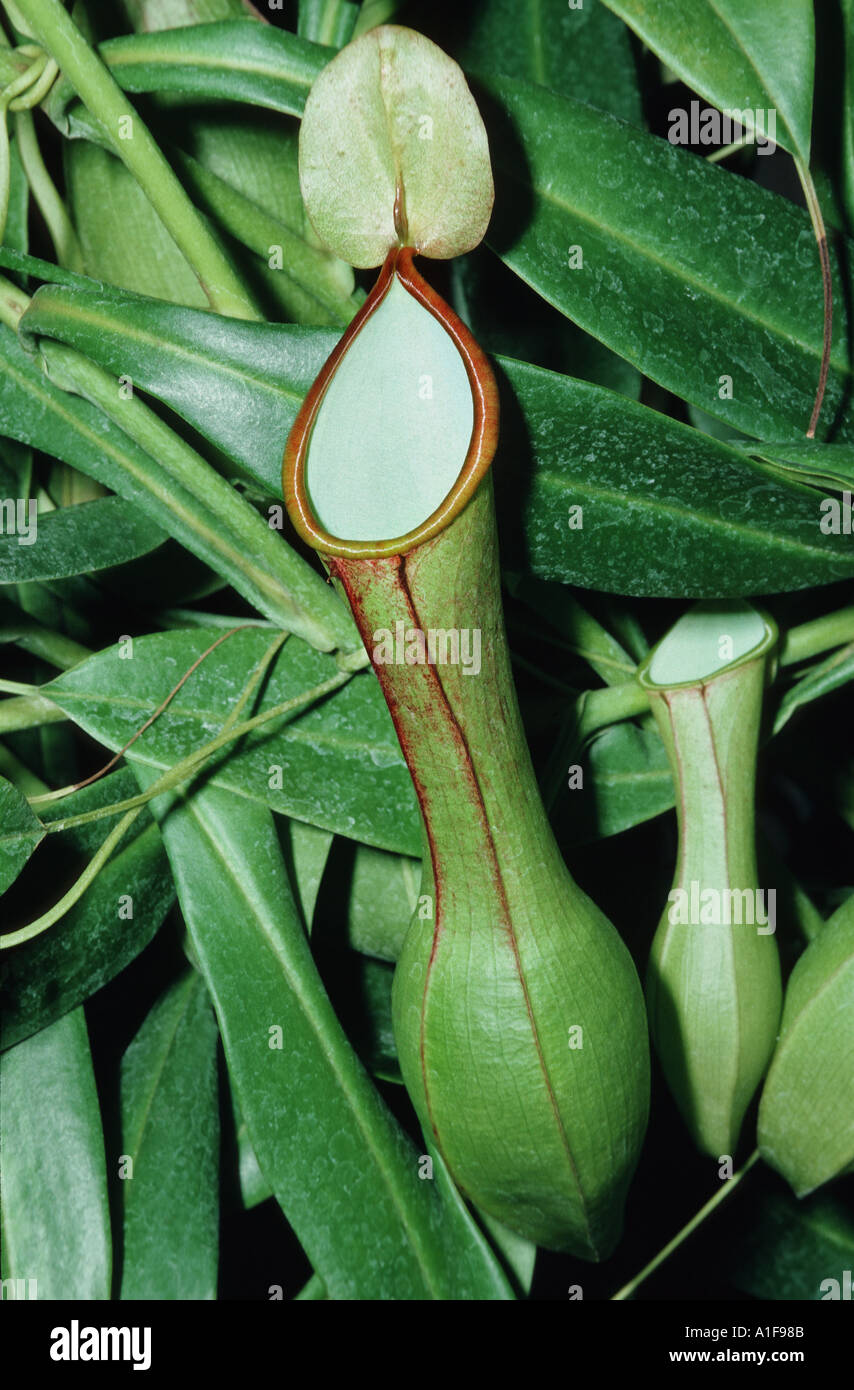 NEPENTHES truncata kannenpflanze Magnoliophyta Rosopsid  Nepenthaceae Stock Photo