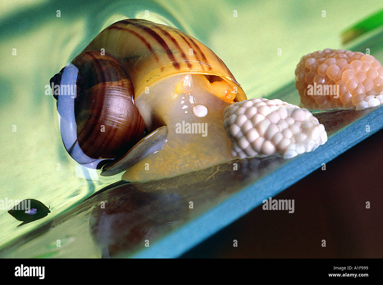 water snail slug putting eggs on the glass of an aquarium outside of the water apple  snail Pomacea bridgesii Stock Photo