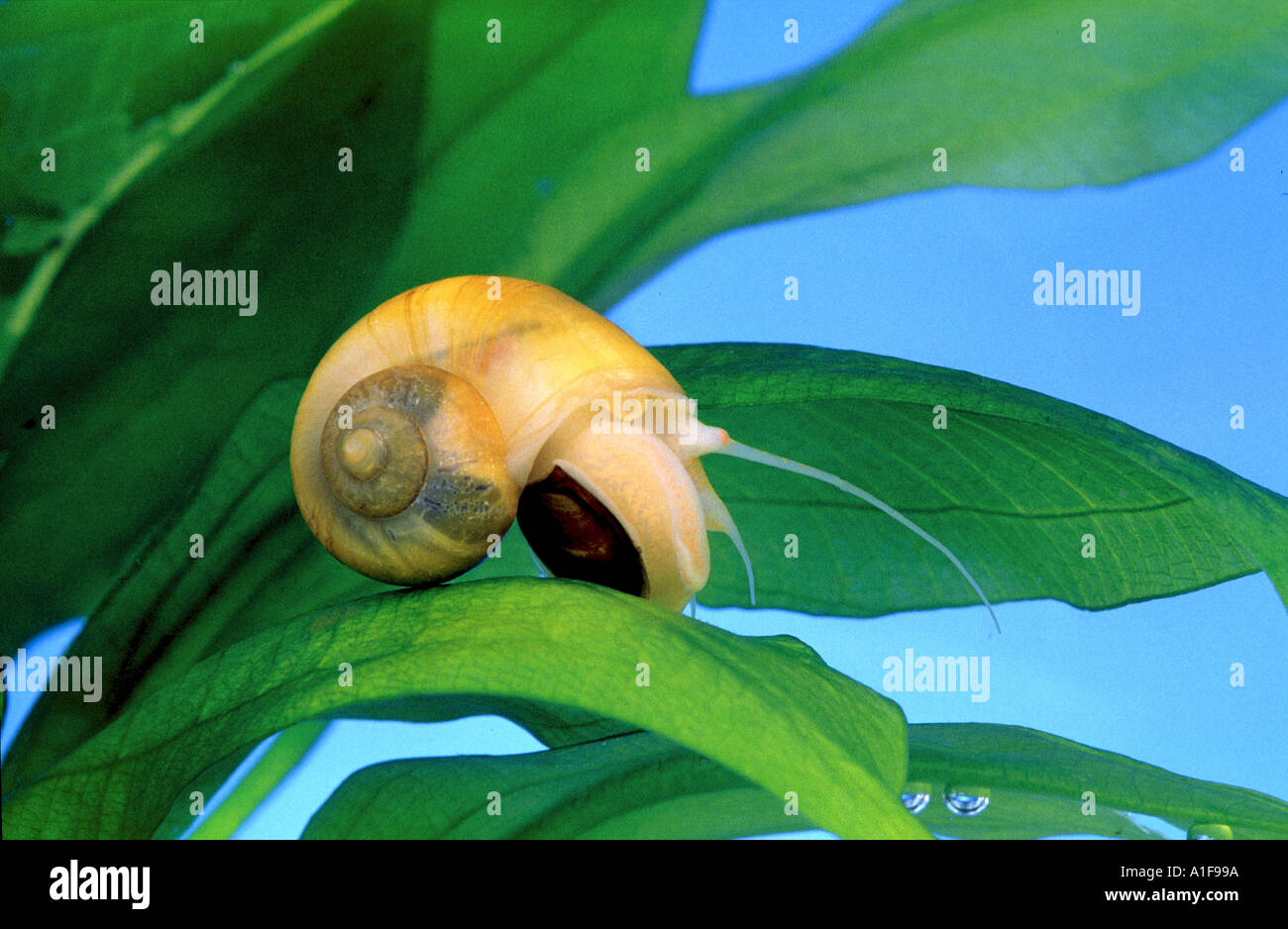water snail slug apple snail Pomacea bridgesii Stock Photo