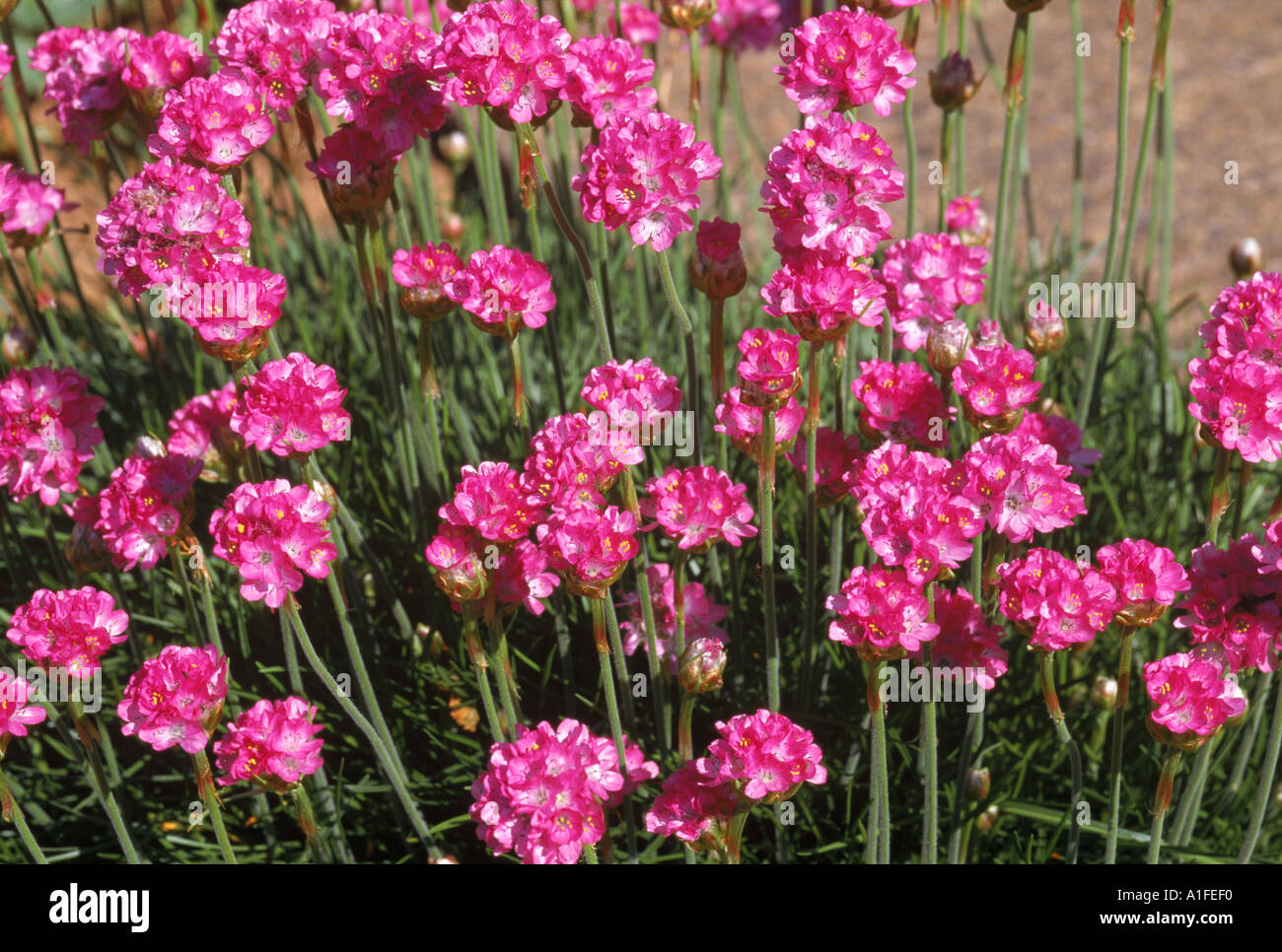 Sepink hi-res stock photography and images - Alamy