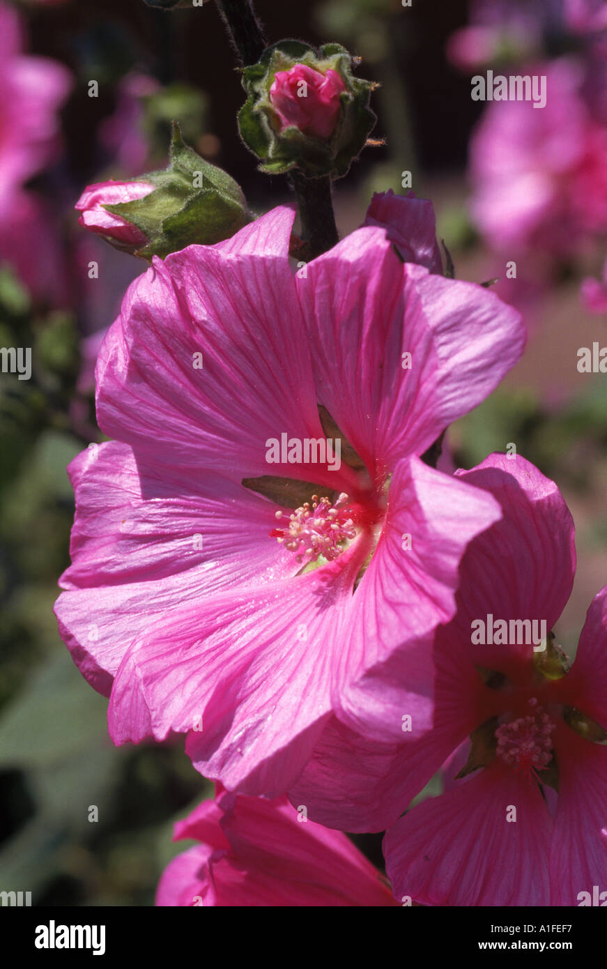 Close up of flowers of the tree mallow Lavatera Olbia Rosea in July Devon England M H Black Stock Photo