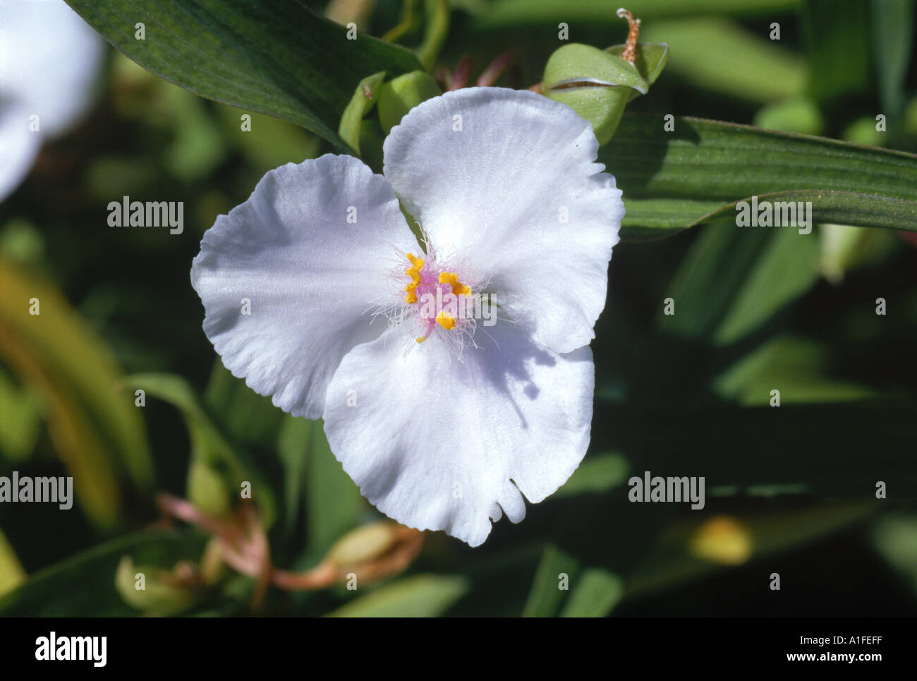 Close up of white Tradescantia flower Virginiana Osprey in August Devon M H Black Stock Photo