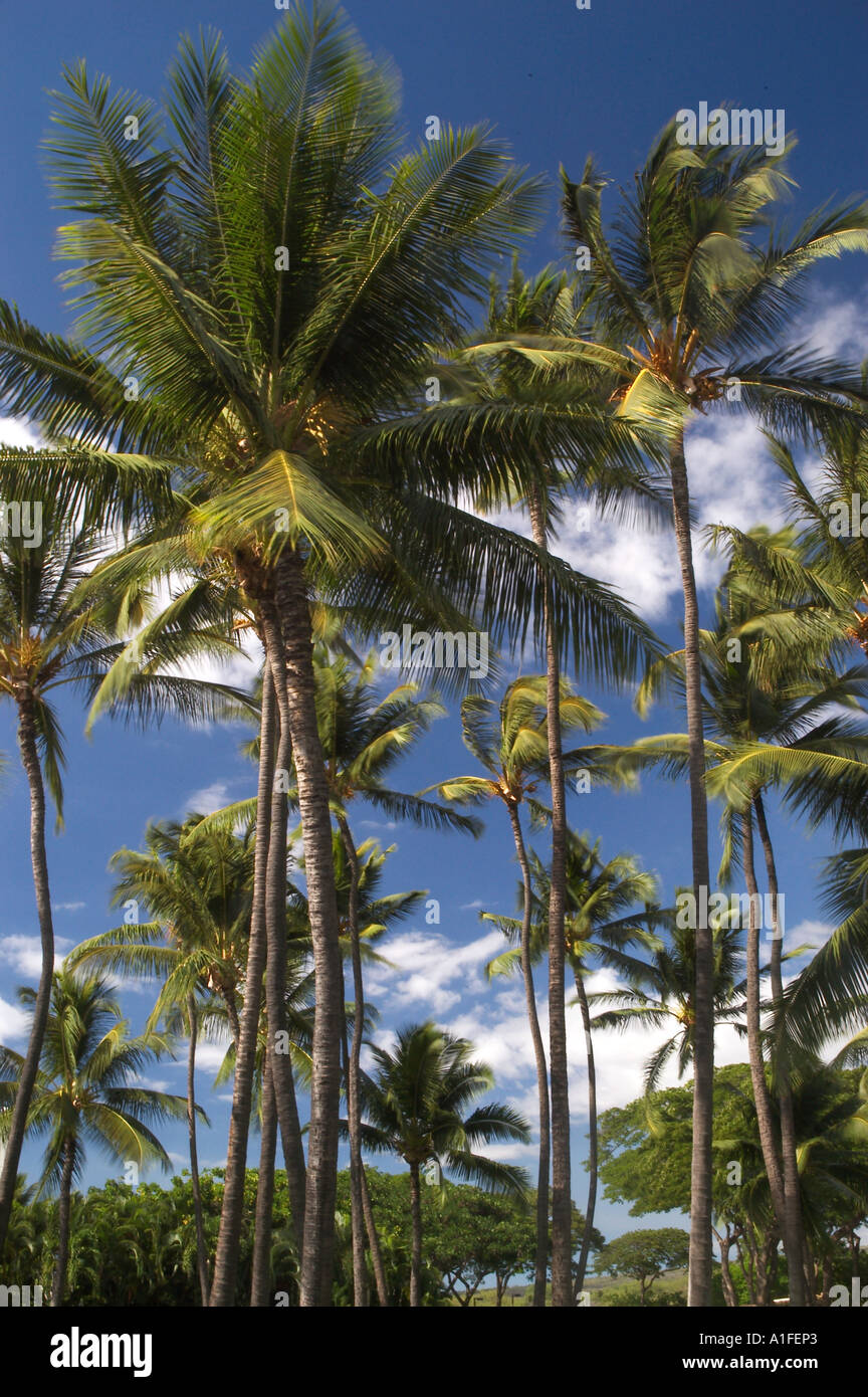 palm trees Hawaii Stock Photo Alamy