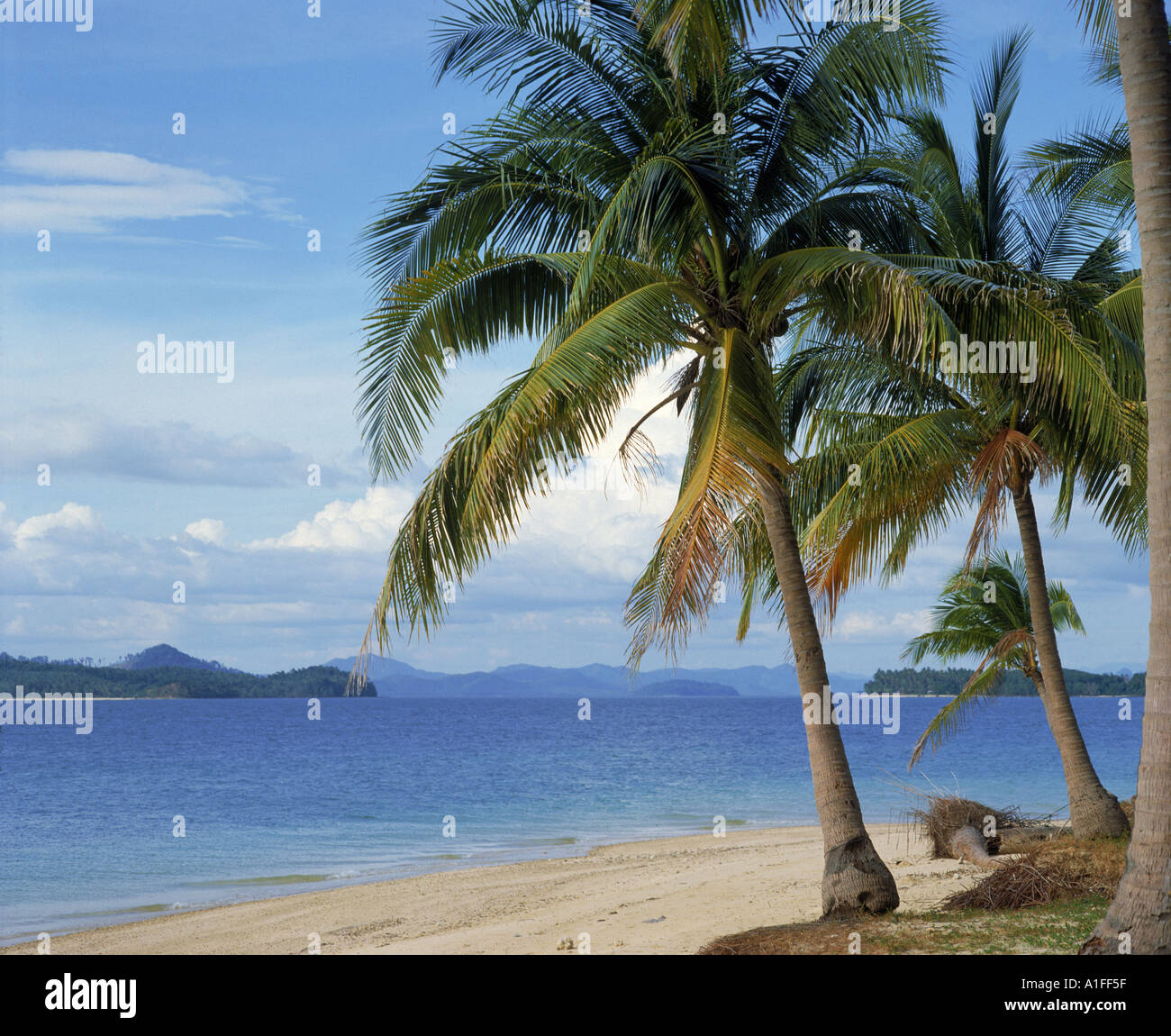 Palm trees on the beach of Pearl Island Phuket Thailand Asia Advertasia Stock Photo