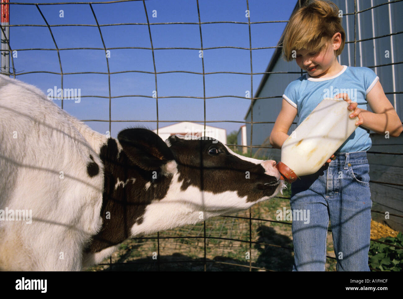 Feed calf milk bottle hires stock photography and images Alamy