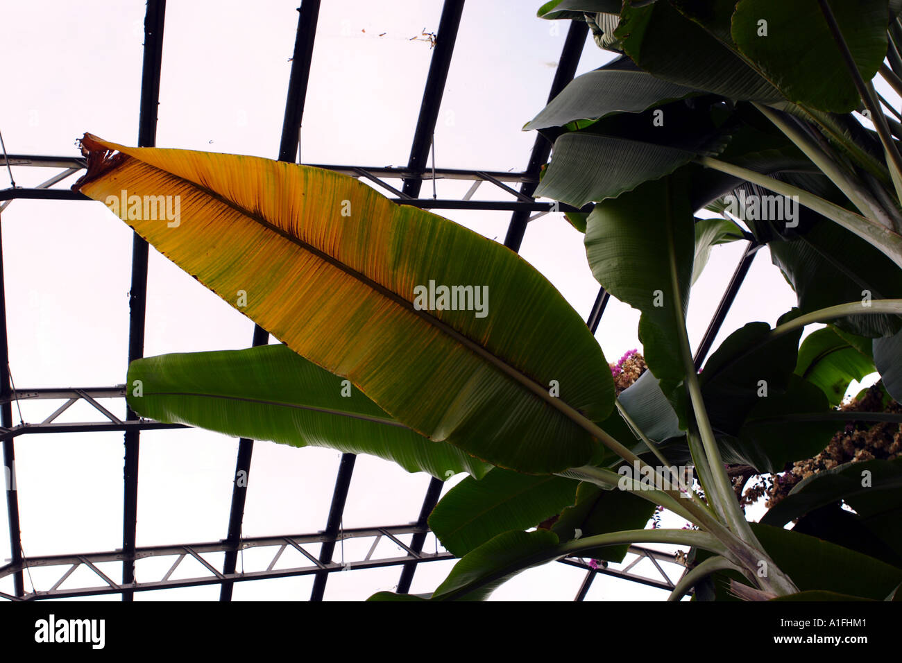 Banana tree in greenhouse Stock Photo Alamy