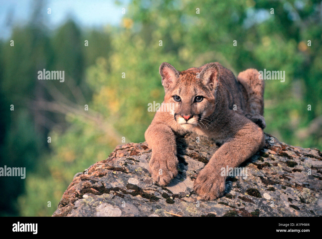 Captive Mountain Lion Stock Photo