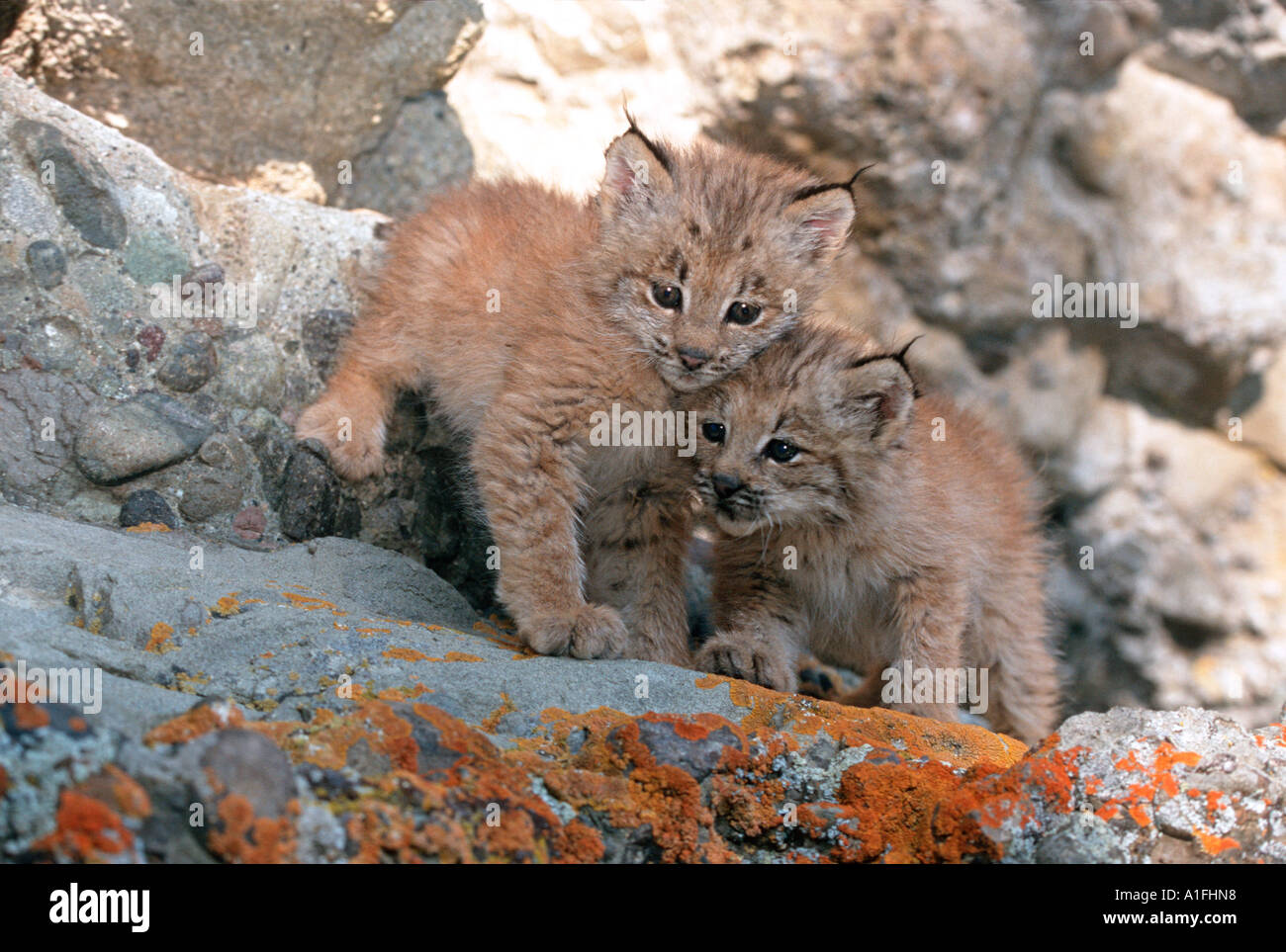 Captive Lynx kittens Lynx rufus Stock Photo