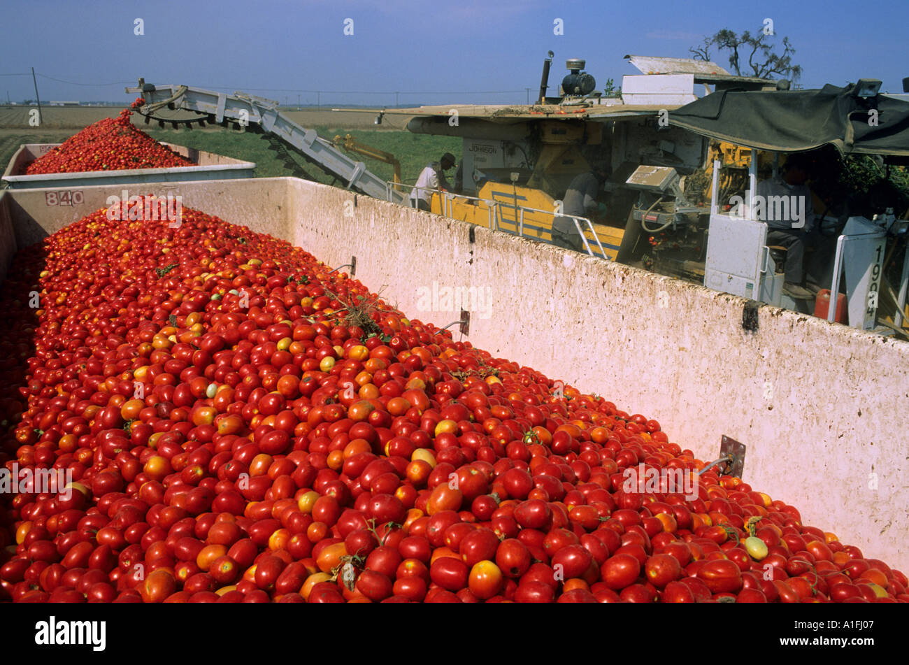 Tomato harvest near Sacramento California Stock Photo Alamy