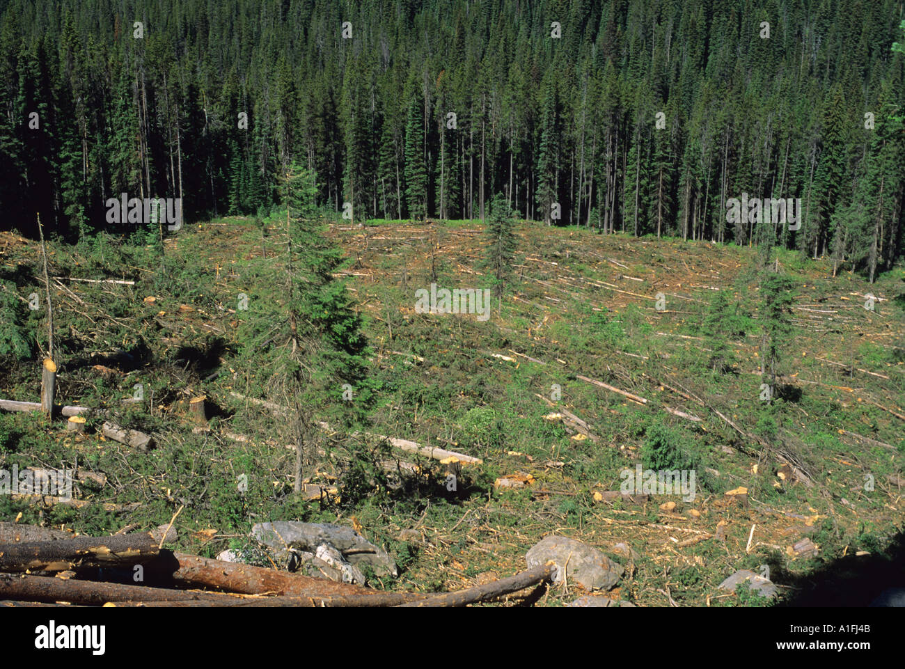 An area of the Payette National Forest that has been clear cut near McCall Idaho  Stock Photo