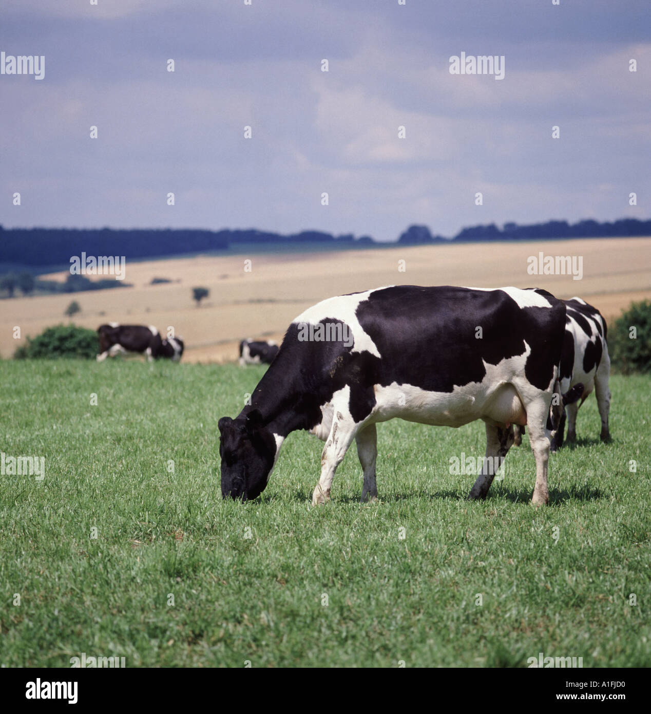 Friesian Holstein dairy cow grazing in field Stock Photo - Alamy