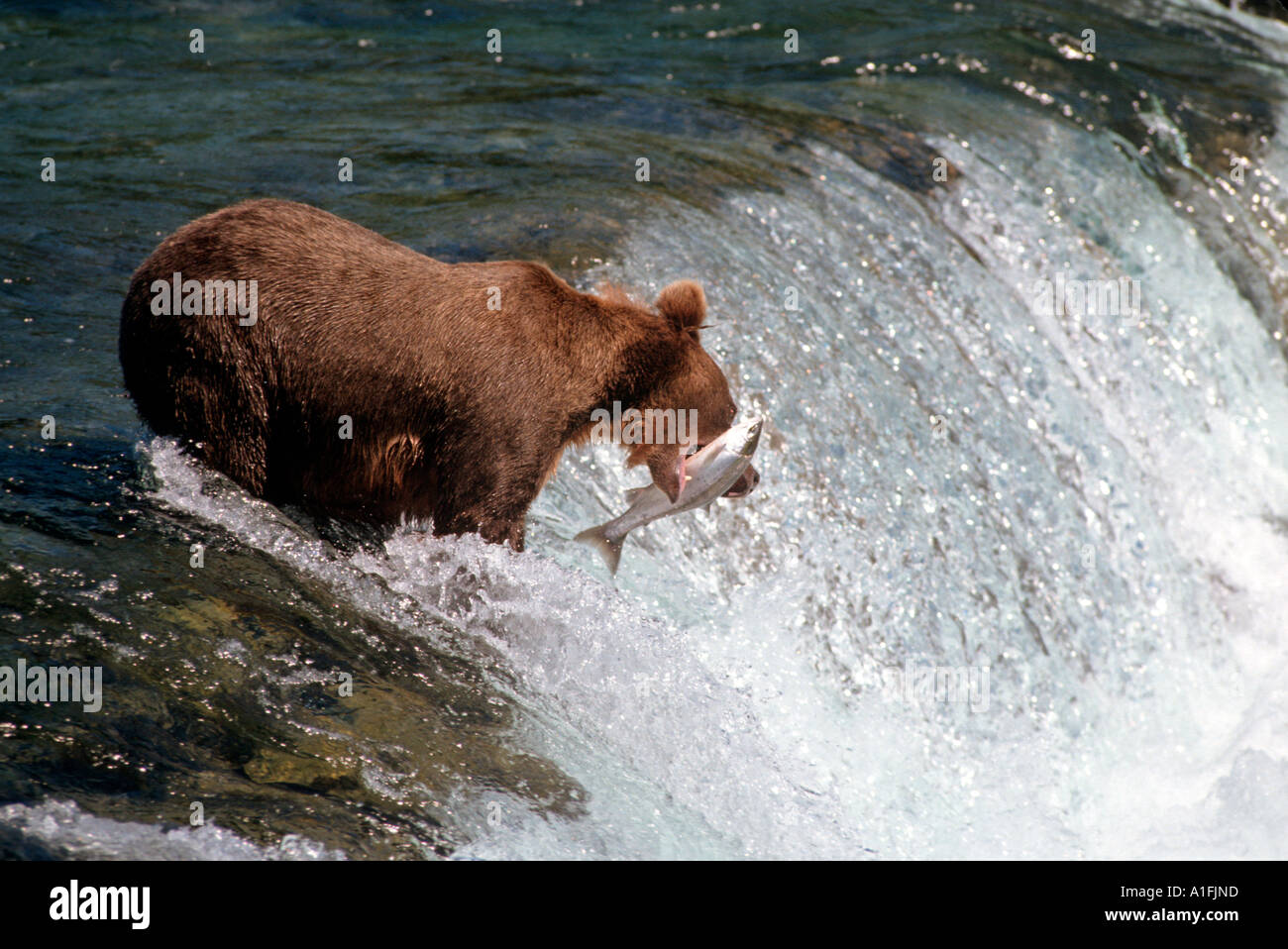 Brown Bear, Alaska Grizzly, Grizzly Bear, ursus arctos horribilis, in Katmai National Park, Shot in the wild. Stock Photo