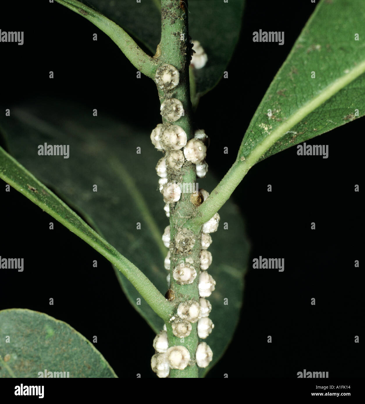 White wax scale insects Ceroplastes spp on new wood of laurel plant Stock Photo