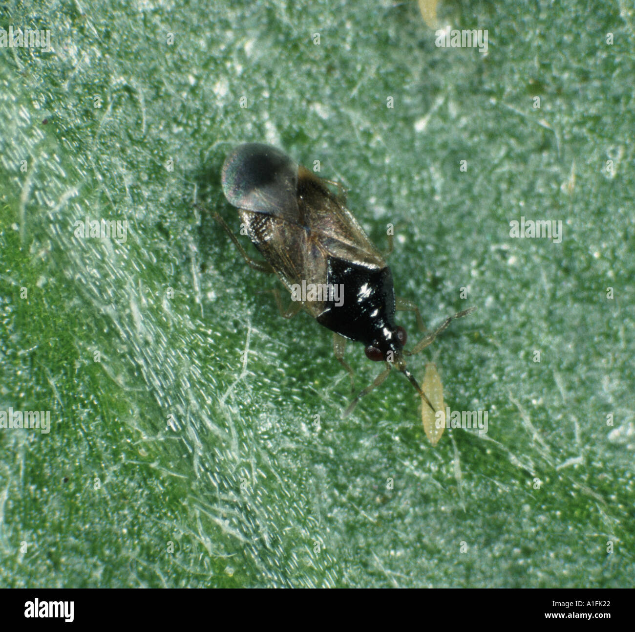 Flower bug mite Orius laevigatus attacking Western Flower Thrip