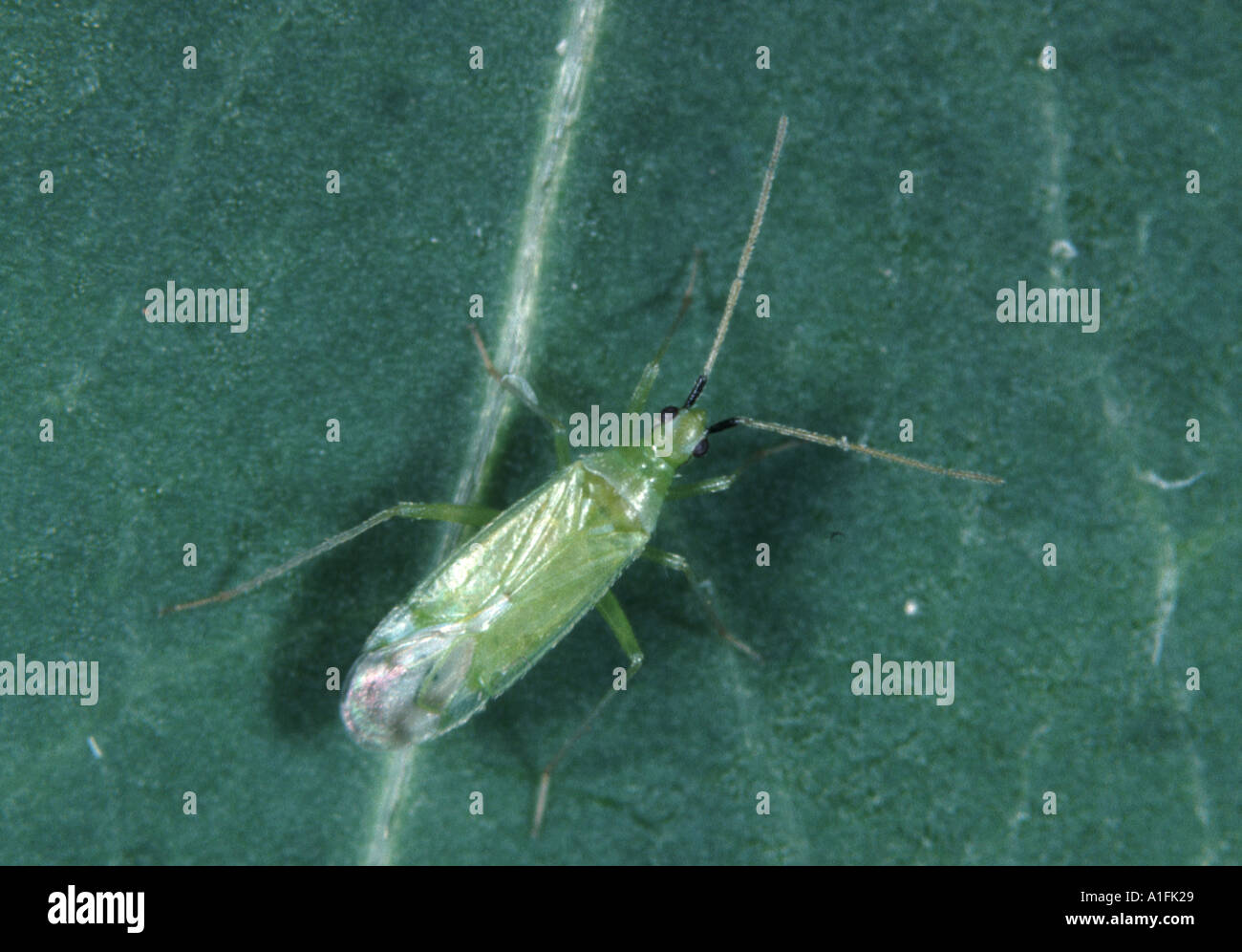 Mirid bug predator Macrolophus pygmaeus biocontrol insect for control of whitefly and other small organisms Stock Photo