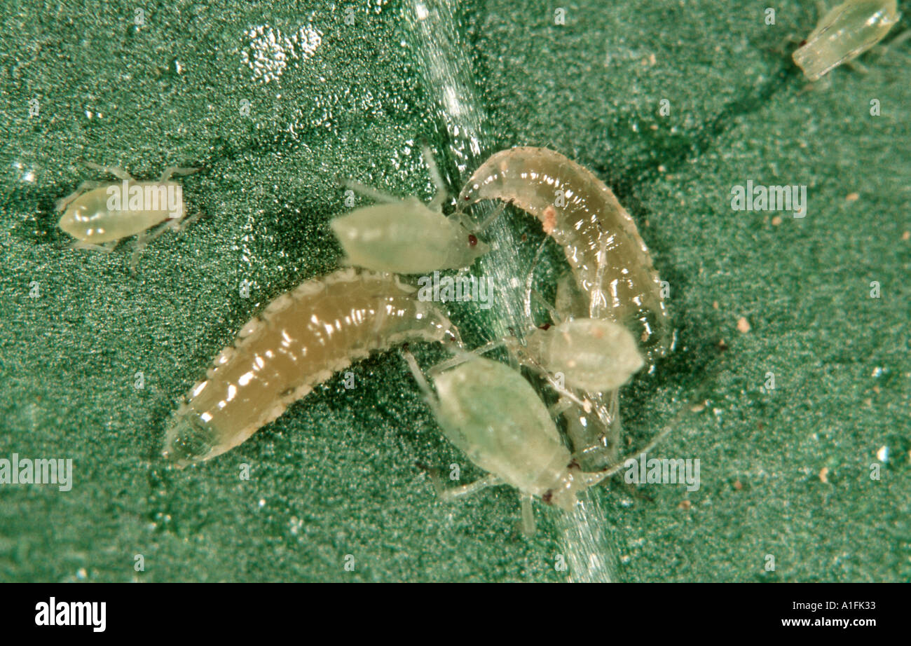 Predatory midge Aphidoletes aphidimyza larvae preying on peach potato aphids Myzus persicae Stock Photo