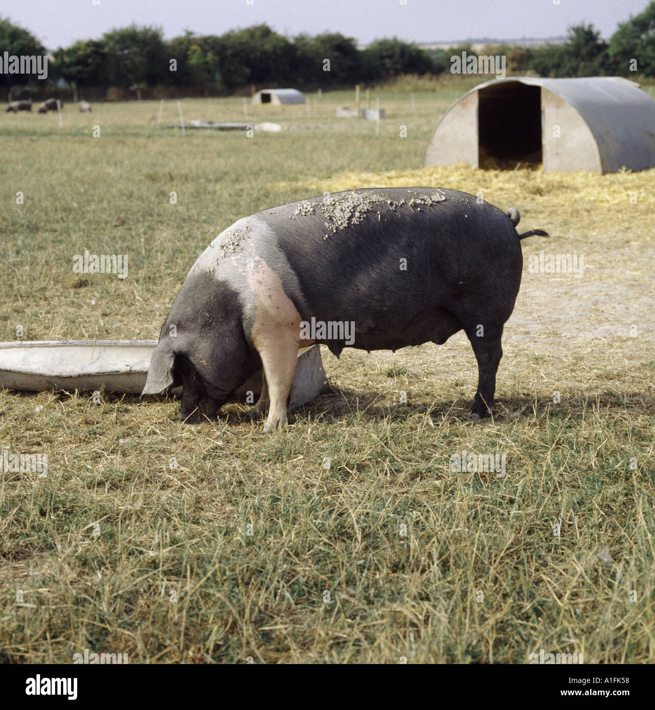 Free range Saddleback pig by ark in large field Farmer by Organic methods on UK Farm Stock Photo