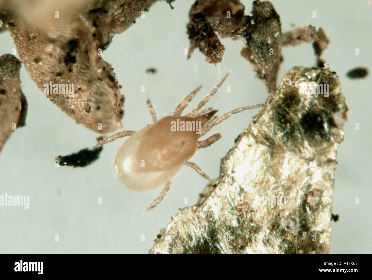 Predatory mite Hypoaspis miles a sciarid shore fly predator Stock Photo
