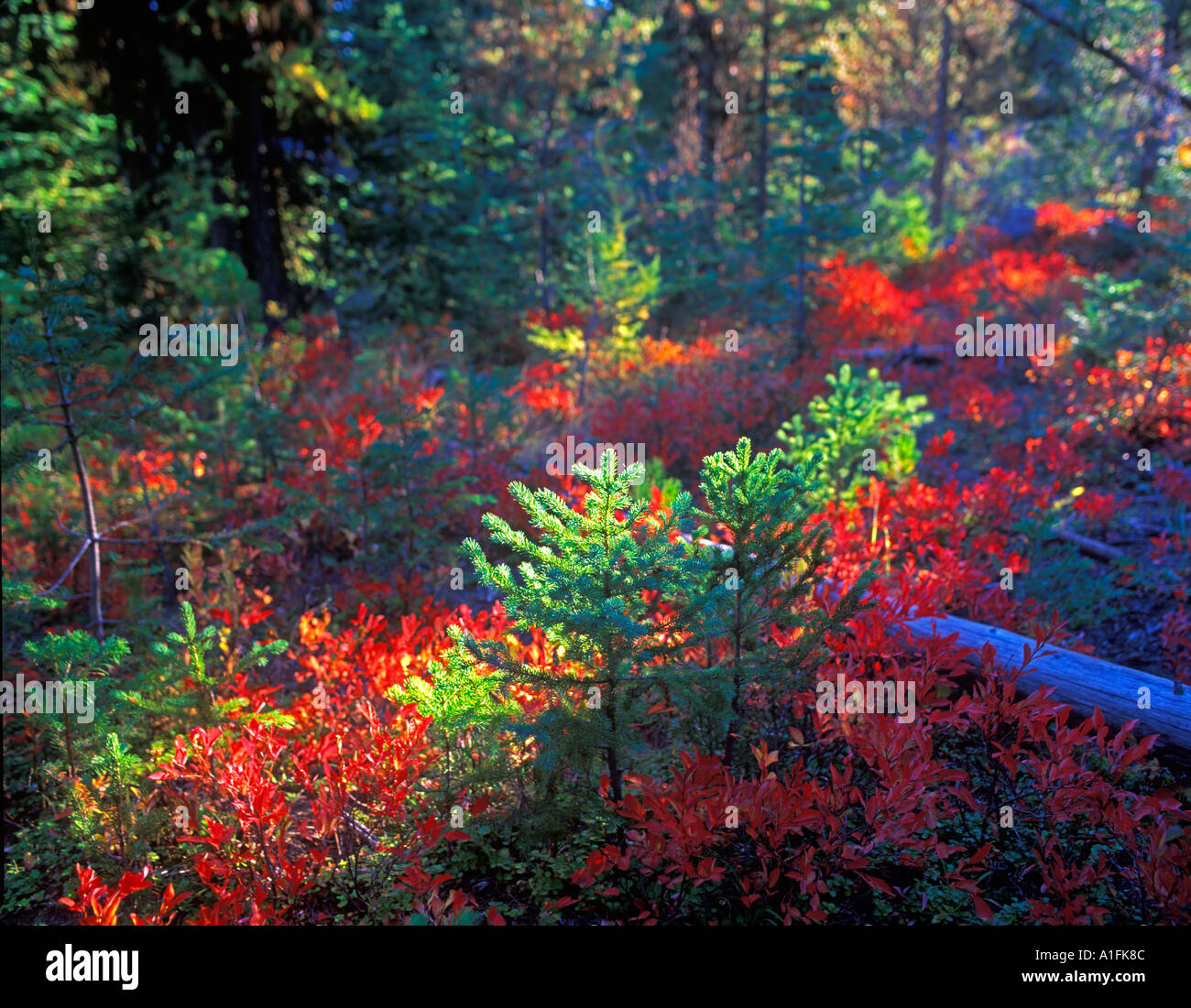 Huckleberry in fall color Hell s Canyon National Recreation Area Oregon ...