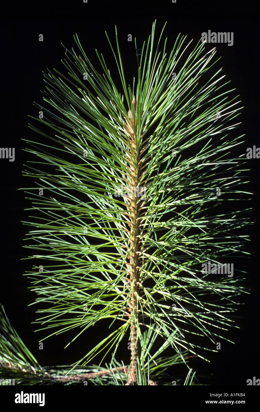 A close up of the needles on a ponderosa pine tree Stock Photo Alamy