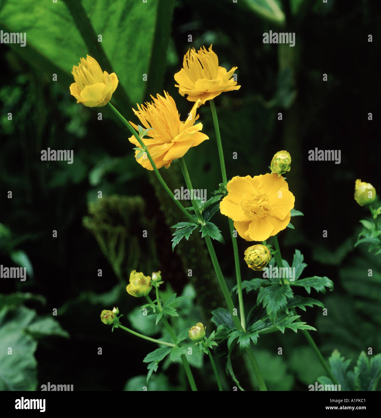 Yellow flowering Globeflower Trollius chinensis Stock Photo