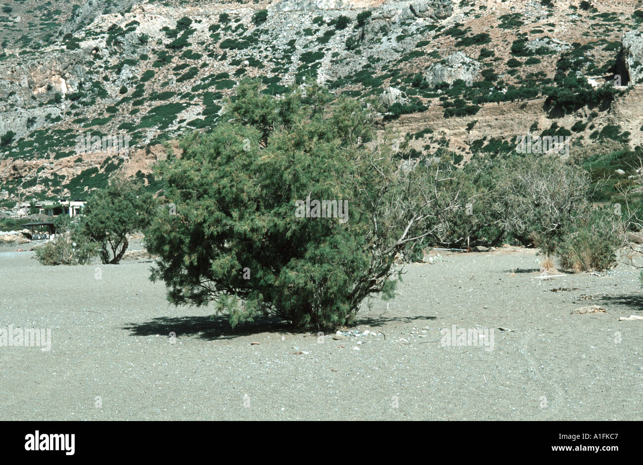 A tamarisk tree Tamarix boveana on a beach in Crete Stock Photo