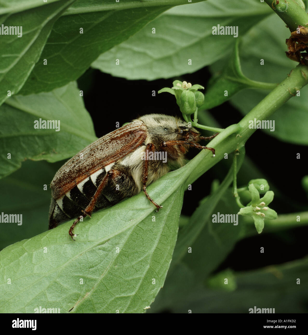 Adult cockchafer beetle Melolontha melolontha Stock Photo
