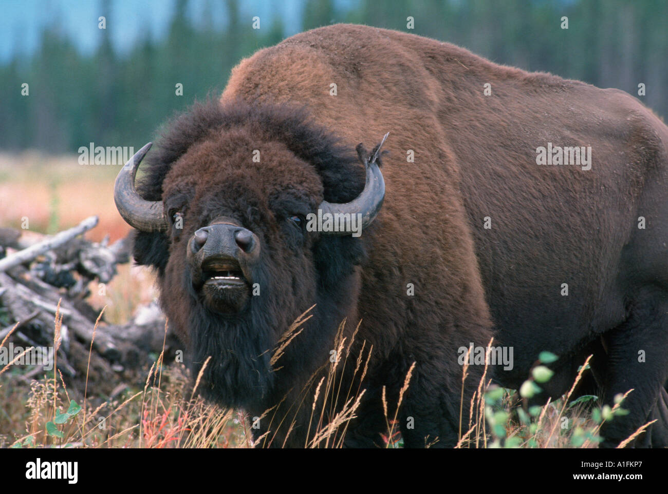 Buffalo, Bison bison, wild buffalo in Alaska near Fairbanks Stock Photo Alamy