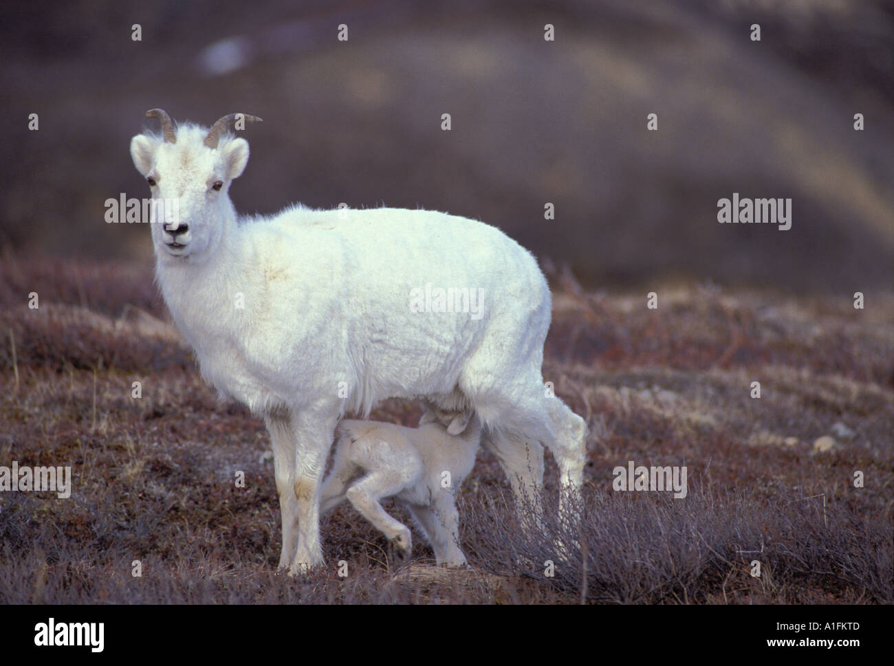 Dall Sheep ewe and lamb in Denali National Park, shot in the wild Stock ...