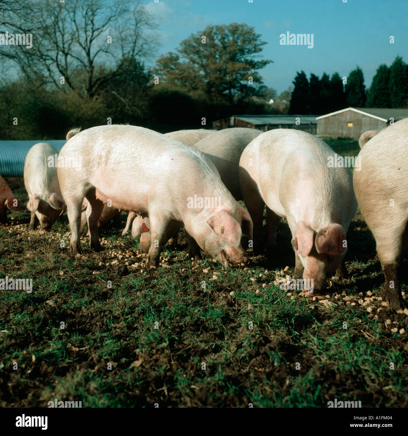 Outdoor large white x duroc finisher pigs being fed pignuts in early winter Stock Photo