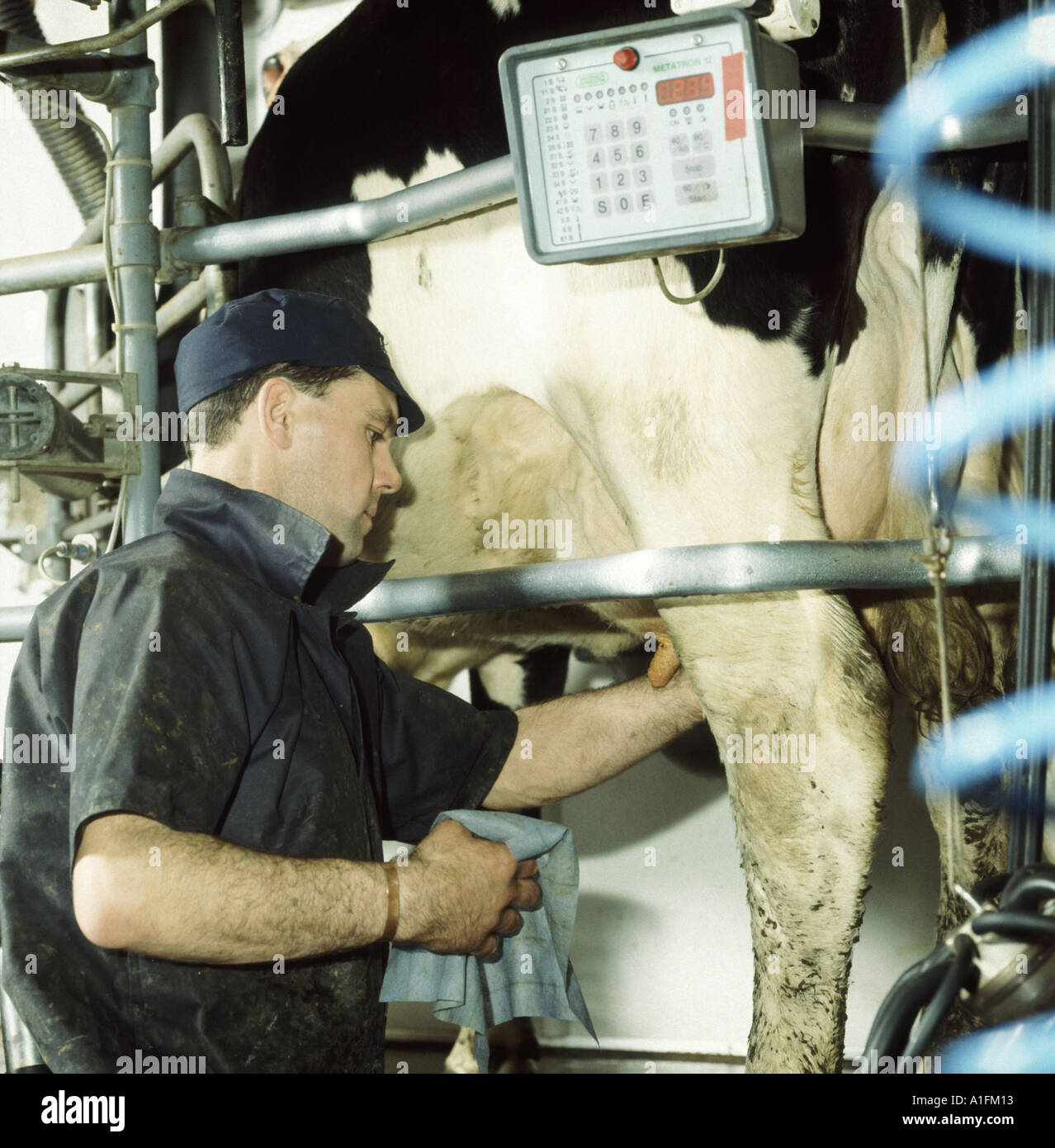 Dairy herdsman washing Friesian cow in milking parlour Stock Photo