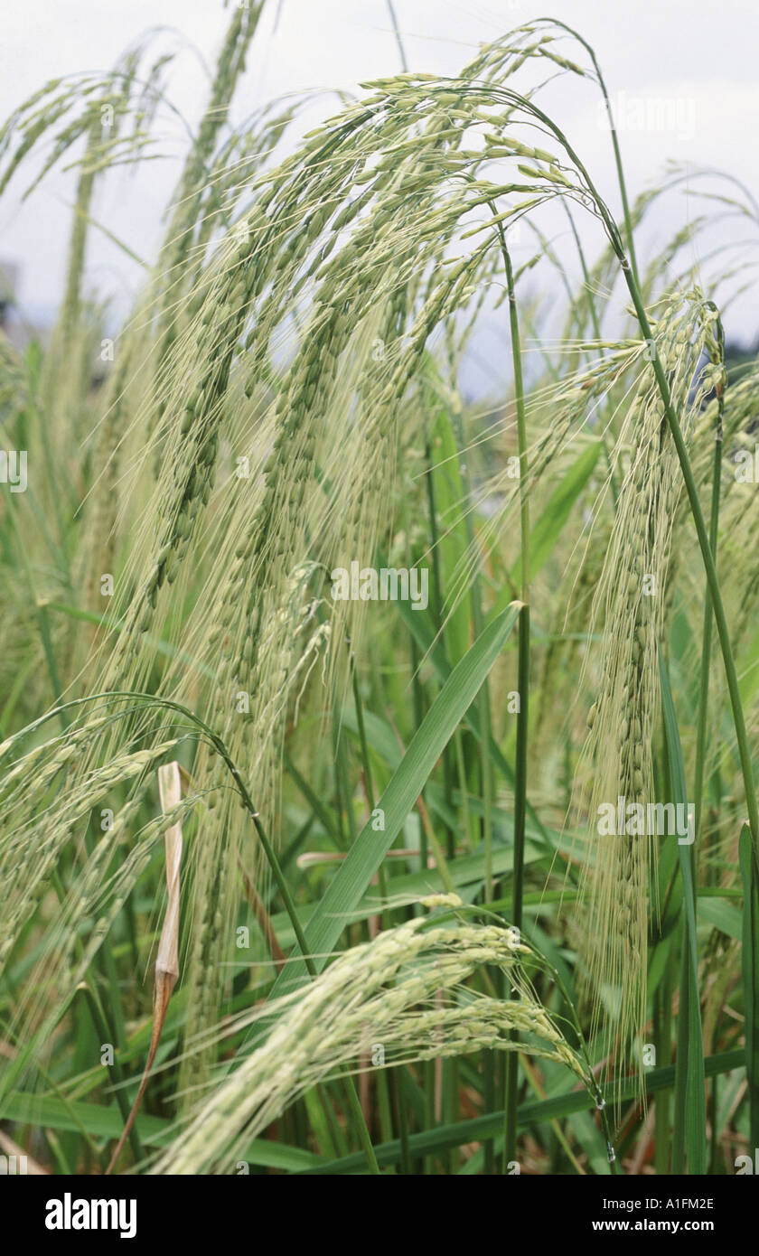 Close up of Wild rice varieties grown in plots in Philippines These include Awned rice and red leaved rice Stock Photo