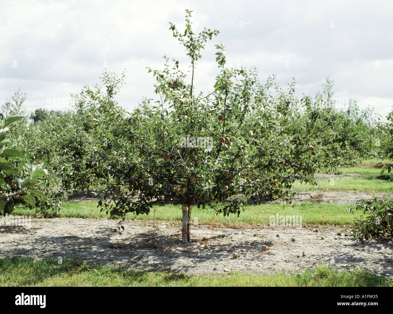 Apple orchard in fruit with fallen fruit under trees Stock Photo