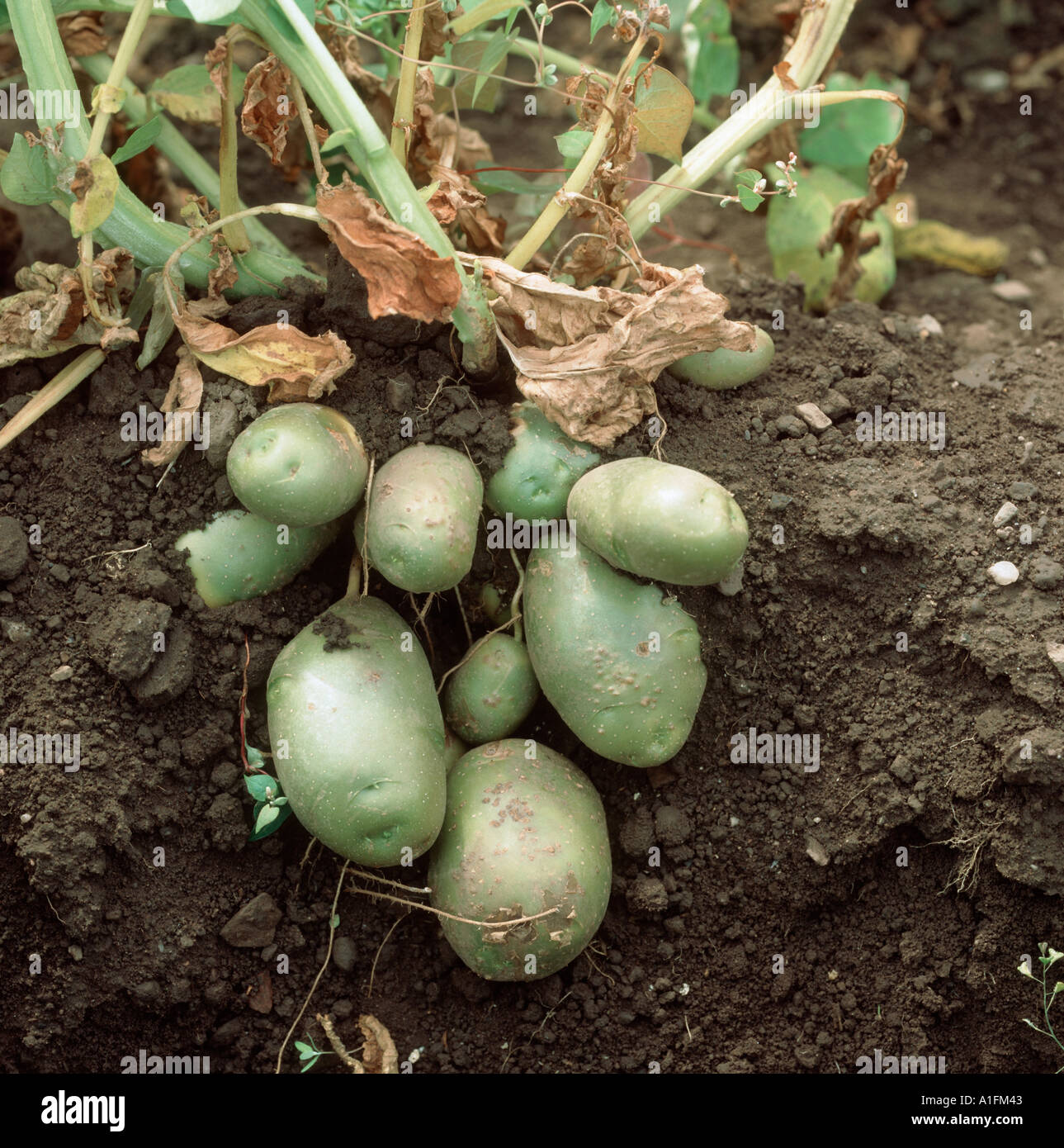 A cluster of potato tubers green after exposure to sunlight Stock Photo