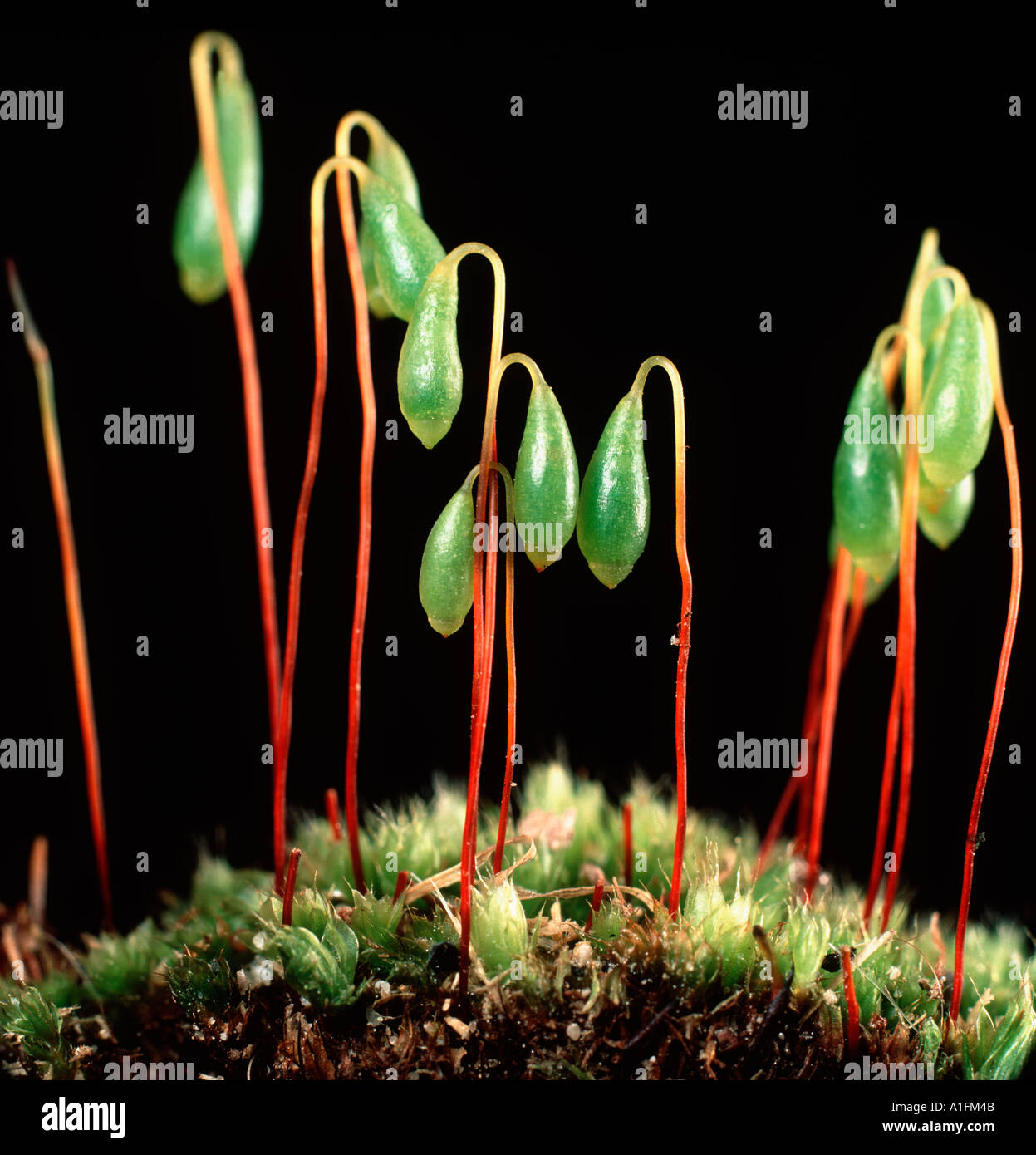 Moss Bryum capillare fruiting capsules Stock Photo