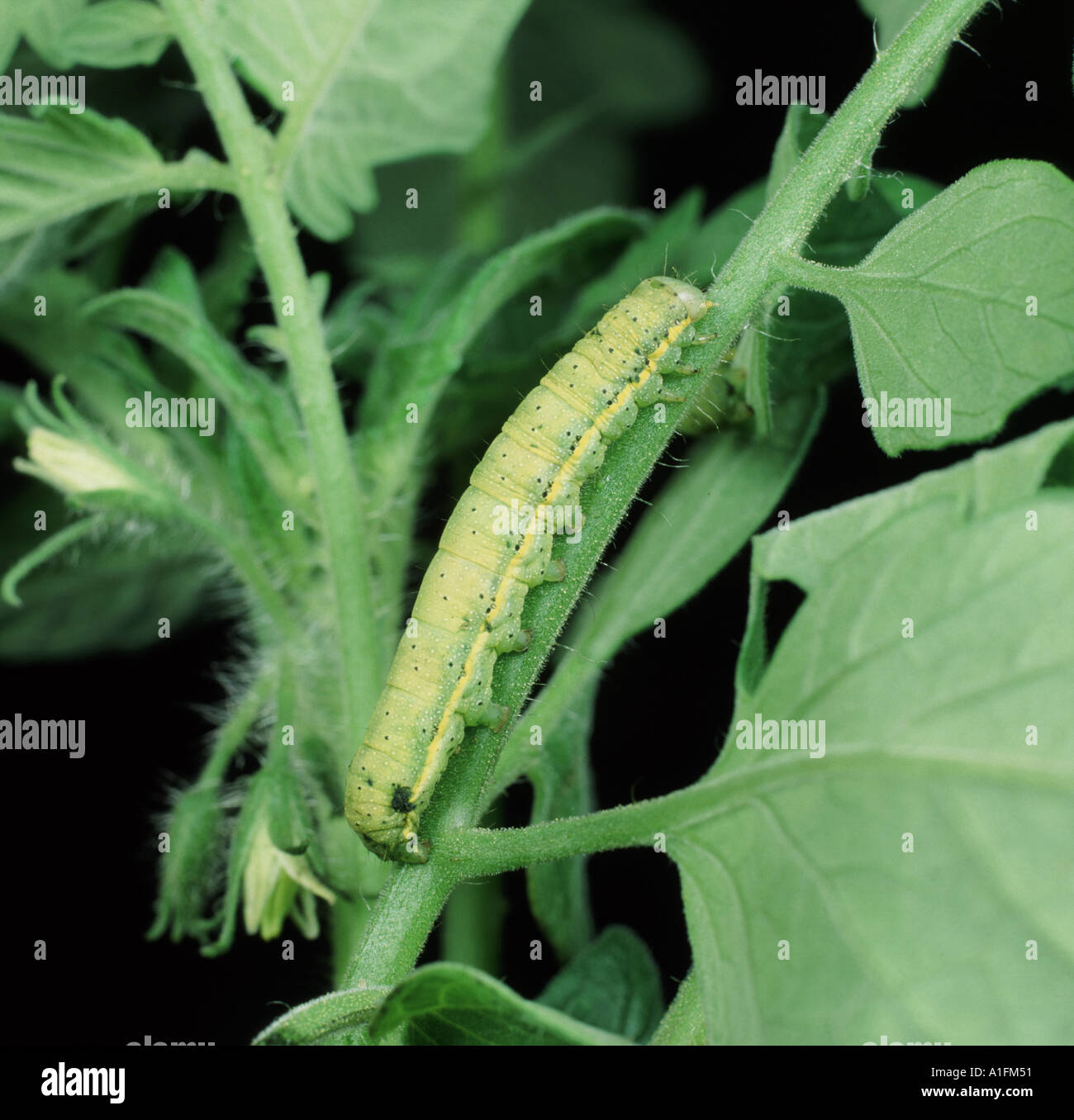 Tomato moth caterpillar on a tomato plant Lacanobia oleracea Stock