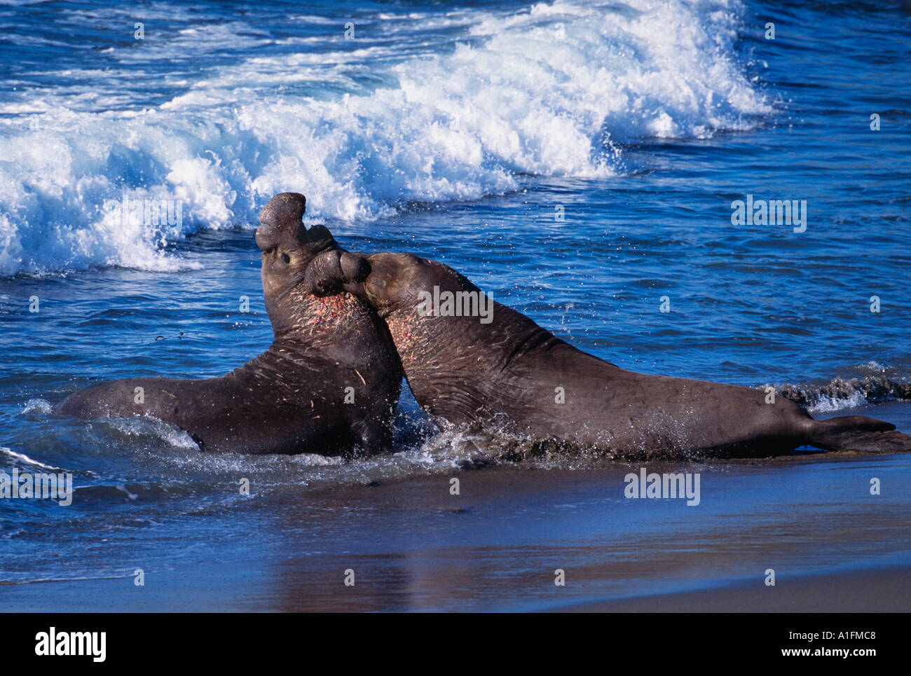 Northern elephant seal bulls in territorial dispute at edge of Pacific Ocean Stock Photo