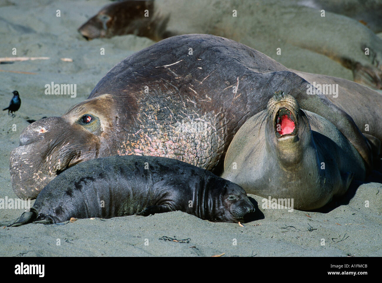 Northern elephant seal bull female and young pup on beach Stock Photo