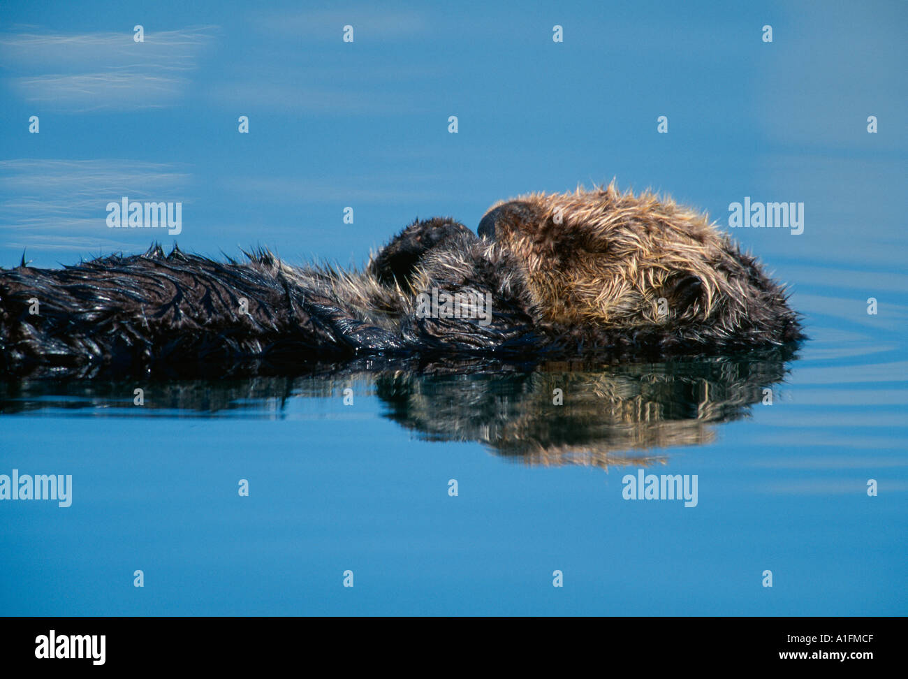 Sea otter sleeping on back in Monterey Marina Stock Photo