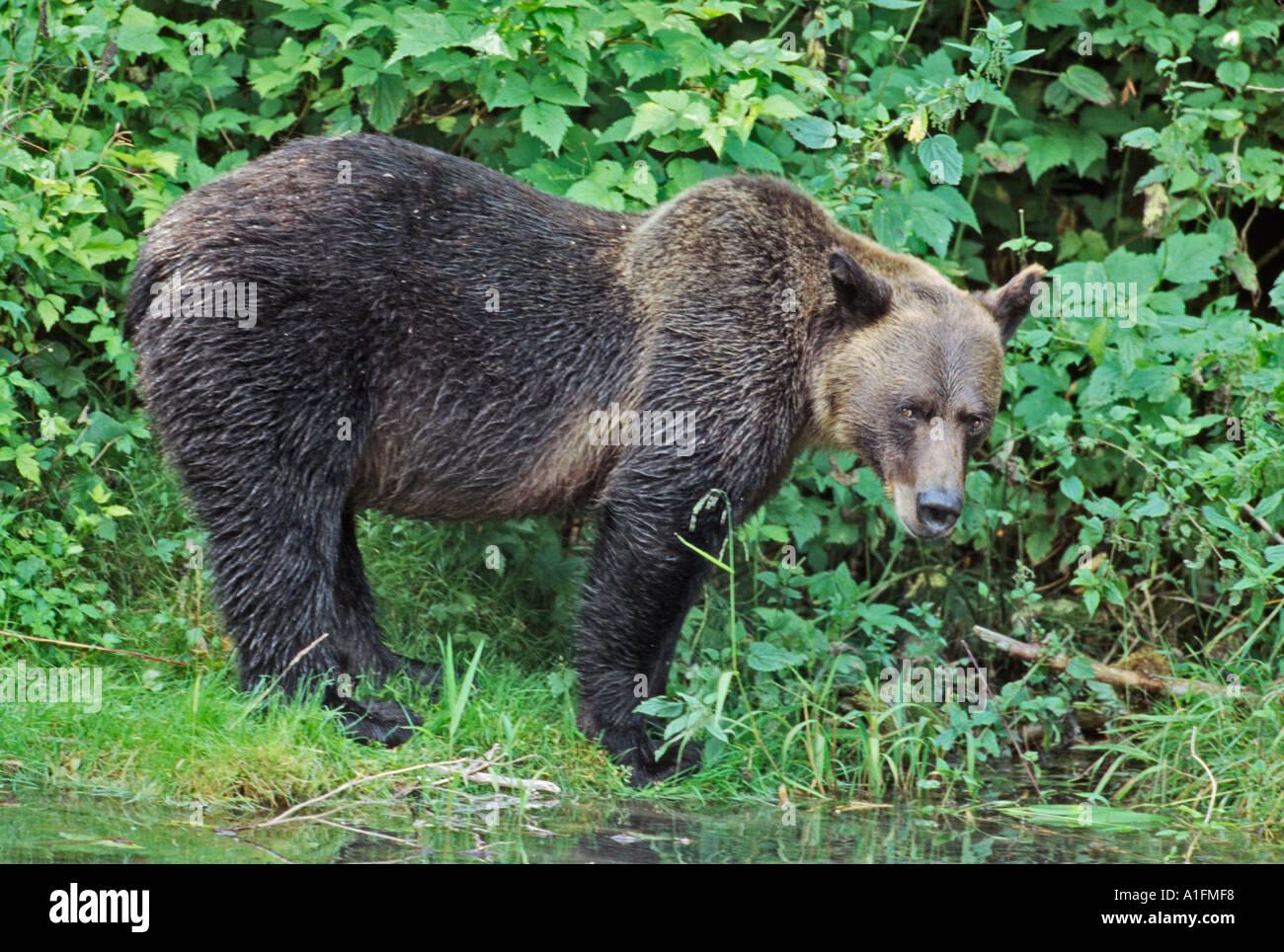 Grizzly bear at edge of forest- Hyder Alaska Stock Photo